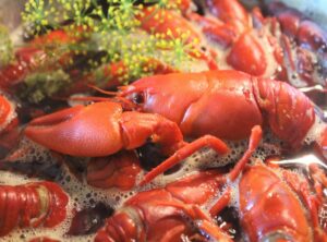 vertaling voila emma kok
